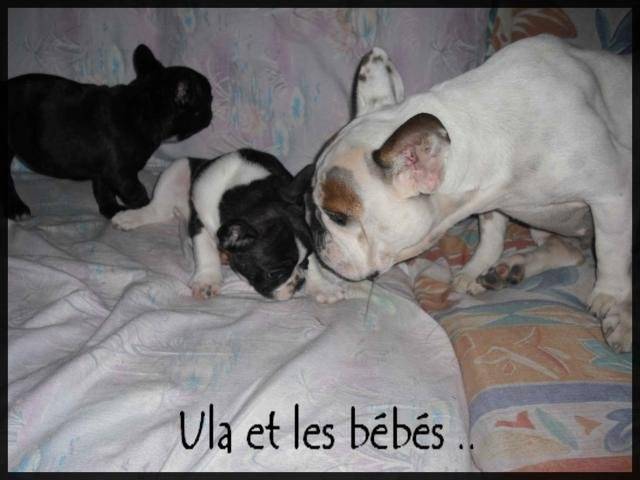 bouledogue français Ula, Enzo et Eva - Bouledogue Français
