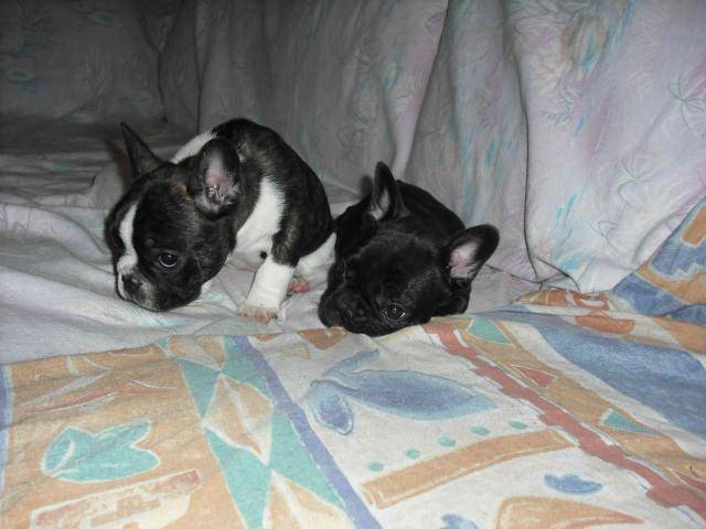 bouledogue français Enzo et Eva - Bouledogue Français