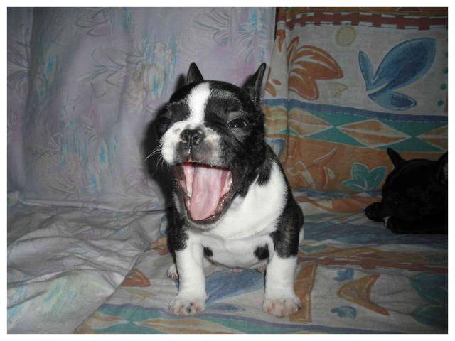 bouledogue français Enzo - Bouledogue Français