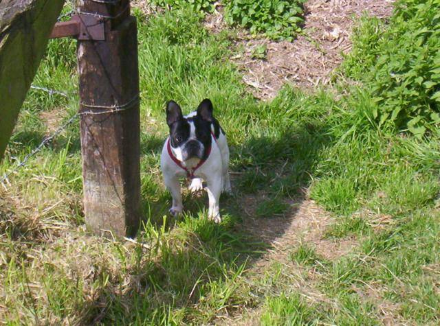bouledogue francais - Bouledogue Français