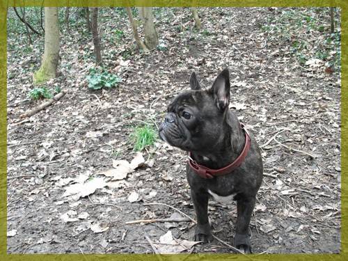 bouledogue français Daisy - Bouledogue Français