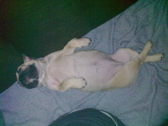 bouledogue francais caramel - Bouledogue Français