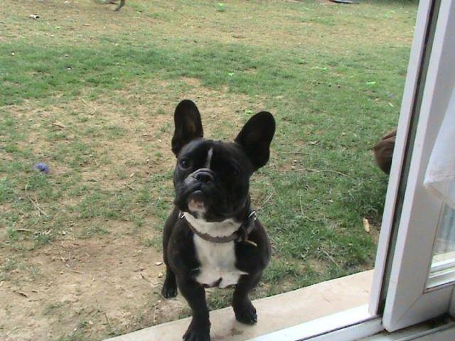 Bouledogue Francais Zeler - Bouledogue Français