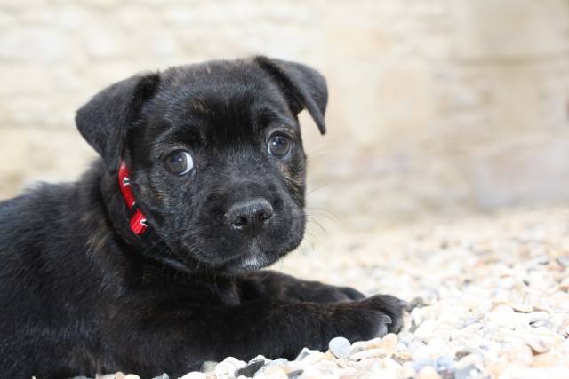 Bouledogue Français croisé Yorkshire / Filibert - Bouledogue Français