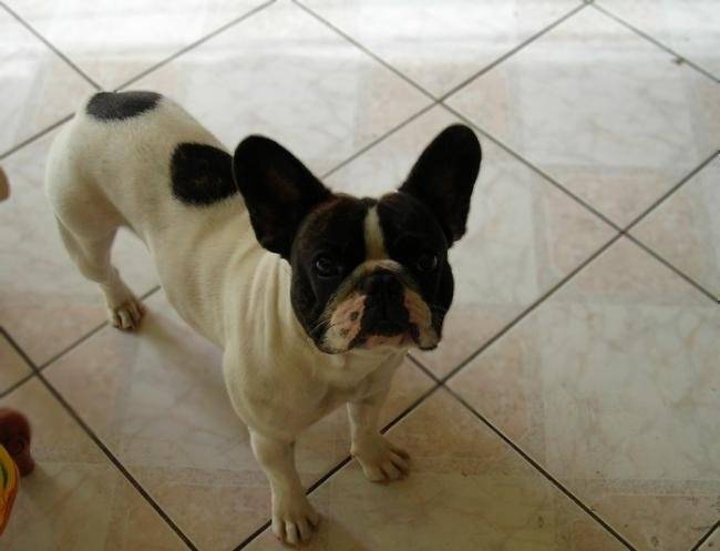 Anaïs 3 ans - Bouledogue Français (3 ans)