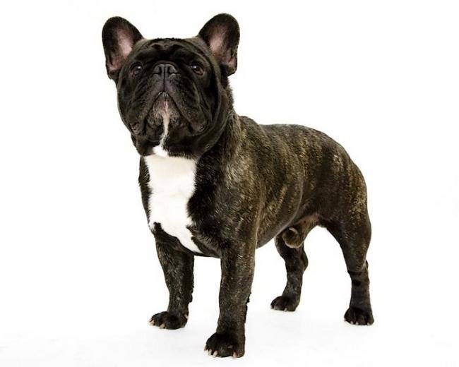 Bouledogue Français - Bouledogue Français