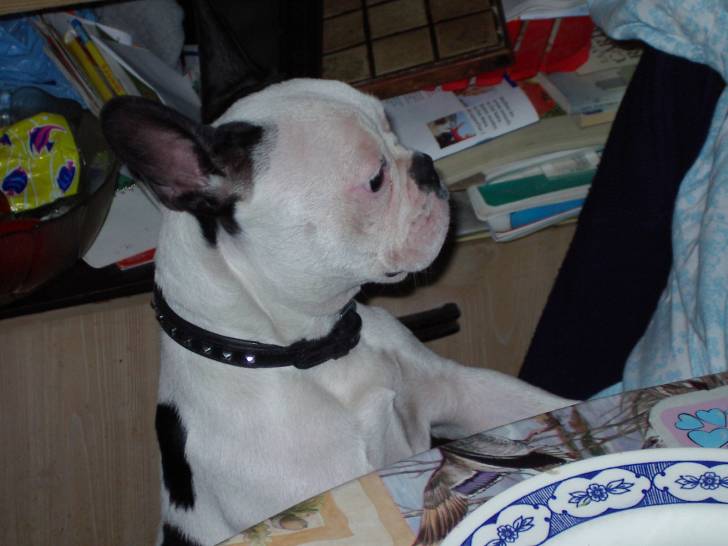 Tekilla - Bouledogue Français (1 an)