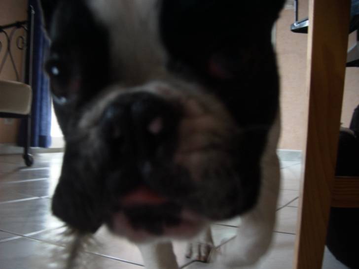 Photo Bouledogue Français