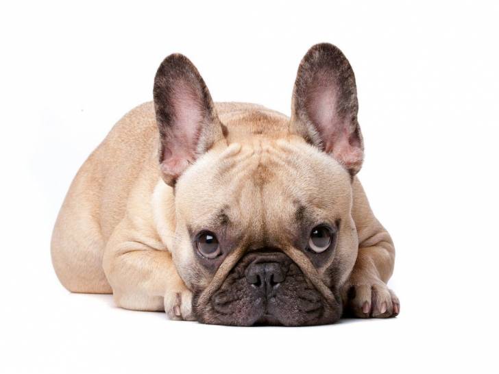 Photo Bouledogue Français