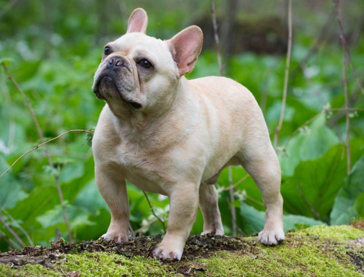 Photo Bouledogue Français