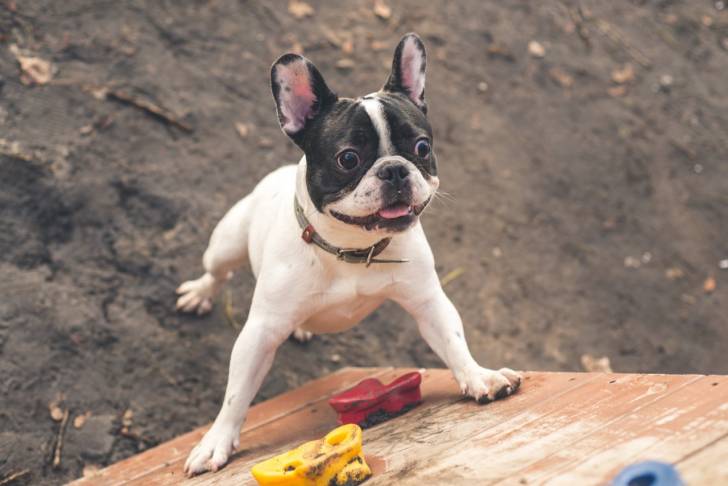 Photo Bouledogue Français