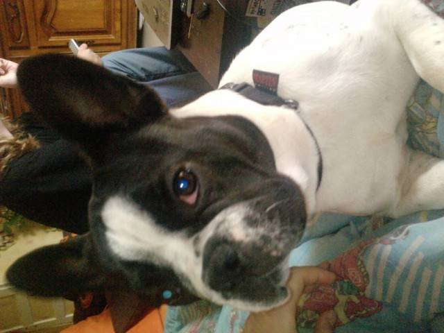 Chanel - Bouledogue Français Femelle (9 mois)