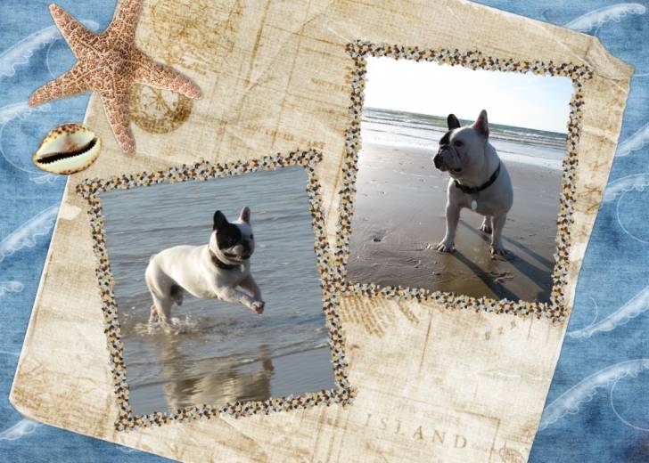 Caméo a la plage - Bouledogue Français Mâle (5 ans)
