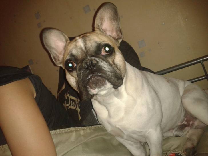 ghismo - Bouledogue Français Mâle (1 an)