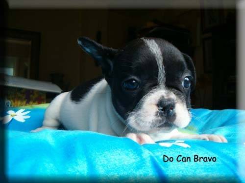 Náyade - Bouledogue Français Femelle (6 ans)