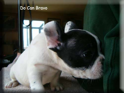 Lorelai - Bouledogue Français Femelle (6 ans)