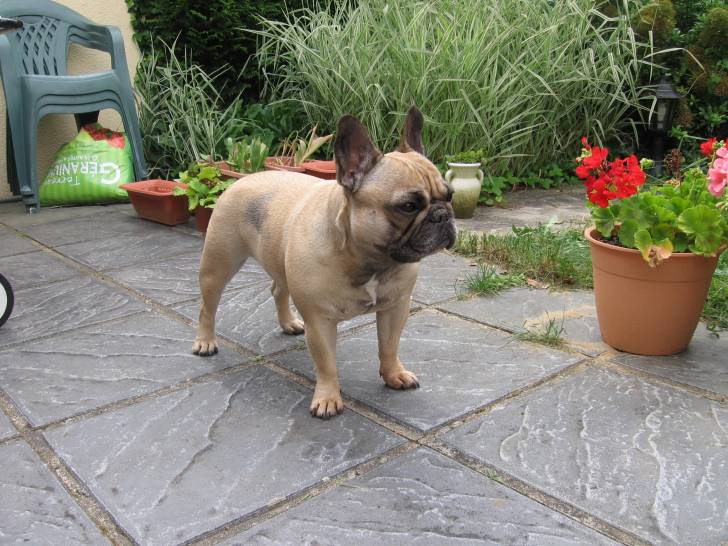 Cléopâtre - Bouledogue Français Femelle (3 ans)
