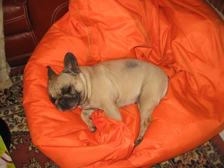 Cléopâtre - Bouledogue Français Femelle (3 ans)