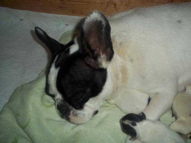 bouledogue francais flora - Bouledogue Français