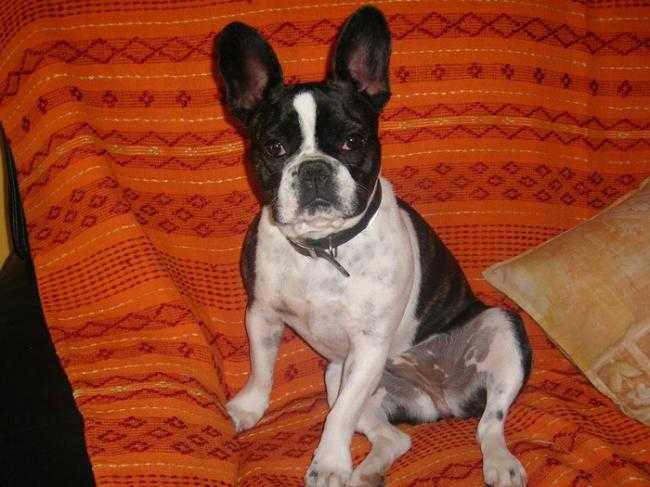 Nalla 5 ans - Bouledogue Français (5 ans)