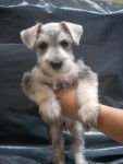 ,> - Schnauzer Moyen