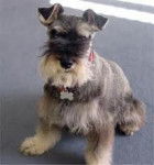 chalo - Schnauzer Moyen Mâle (2 ans)