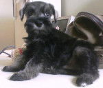 draco - Schnauzer Moyen Mâle (2 ans)