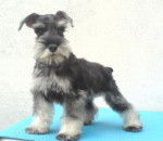 Konan - Schnauzer Moyen Mâle (2 ans)