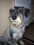 Bruno - Schnauzer Moyen Mâle (3 ans)
