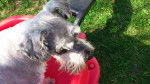 Sparkie - Schnauzer Moyen Mâle (6 ans)