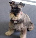 milu - Schnauzer Moyen (1 an)
