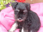 isala - Schnauzer Moyen (2 mois)