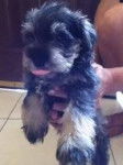 Larizza - Schnauzer Moyen (1 mois)