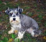 Silas - Schnauzer Moyen Mâle (1 an)