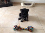 Blacky - Schnauzer Moyen (5 mois)