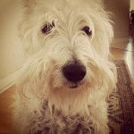 Gougou - Schnauzer Moyen Mâle (1 mois)