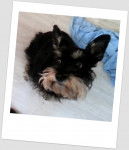 Trufa - Schnauzer Moyen (7 ans)