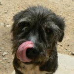 Karma - Schnauzer Moyen (10 mois)