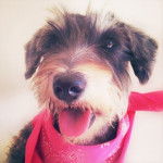 Casey - Schnauzer Moyen (1 an)