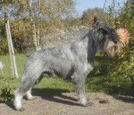 Schnauzer Moyen - Schnauzer Moyen