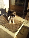 Mellan pepper salt Soulmate Shaggy - Schnauzer Moyen Mâle (6 mois)