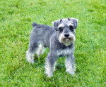 Photo Schnauzer Moyen