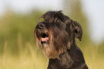Photo Schnauzer Moyen