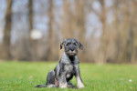 Photo Schnauzer Moyen