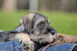 Photo Schnauzer Moyen