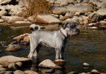 Photo Schnauzer Moyen