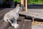 Photo Schnauzer Moyen
