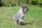 Photo Schnauzer Moyen