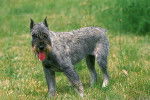 Photo Schnauzer Moyen