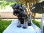 Pepper - Schnauzer Moyen (6 mois)